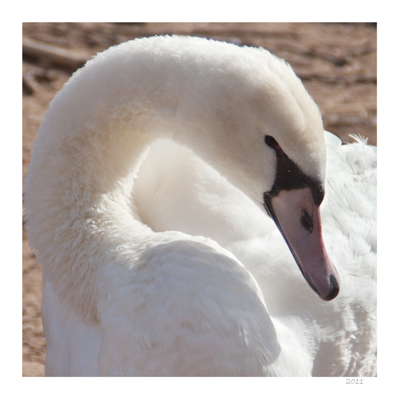 Swan in repose