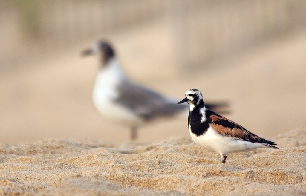 Ruddy Turnstone on the Beach