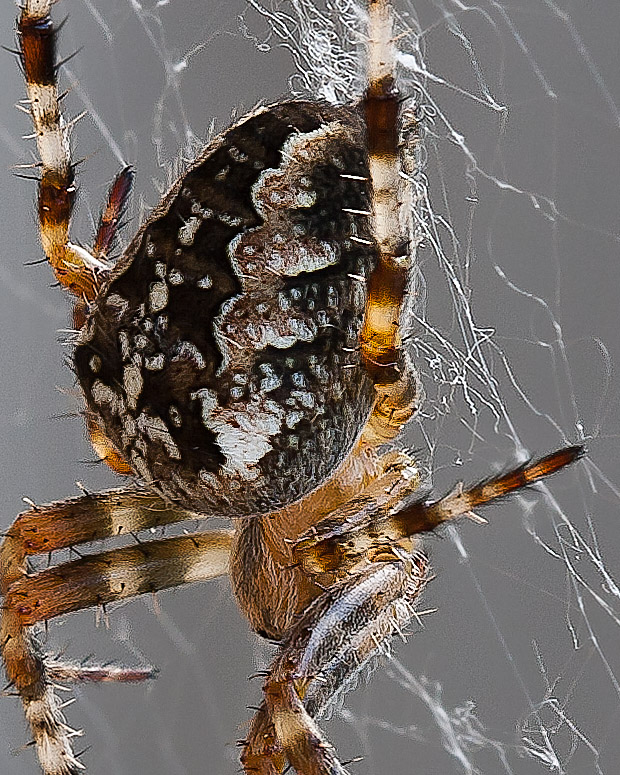 Sep 21 2011 Spider On The Deck Stacked Flat Crop Sharp-2.jpg