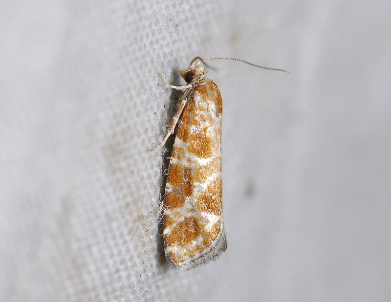 1520   Rhyacionia pinicolana  4417.jpg