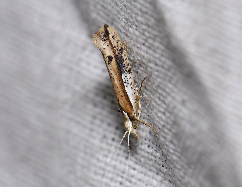 0475   Ypsolopha parenthesella  4521.jpg