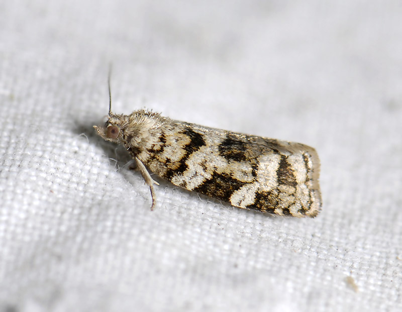 1323   Dichelia histrionana  4723.jpg