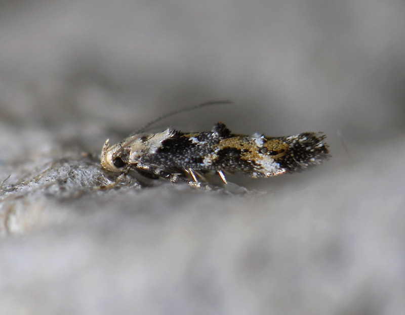 0878   Mompha conturbatella  4779.jpg
