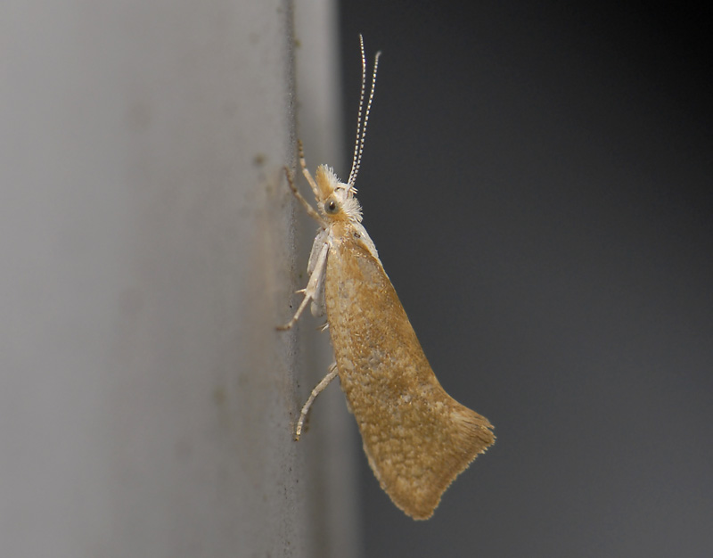 0472   Ypsolopha lucella  4800.jpg