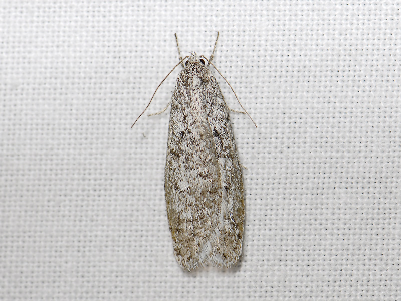0541   Semioscopis strigulana  030.jpg