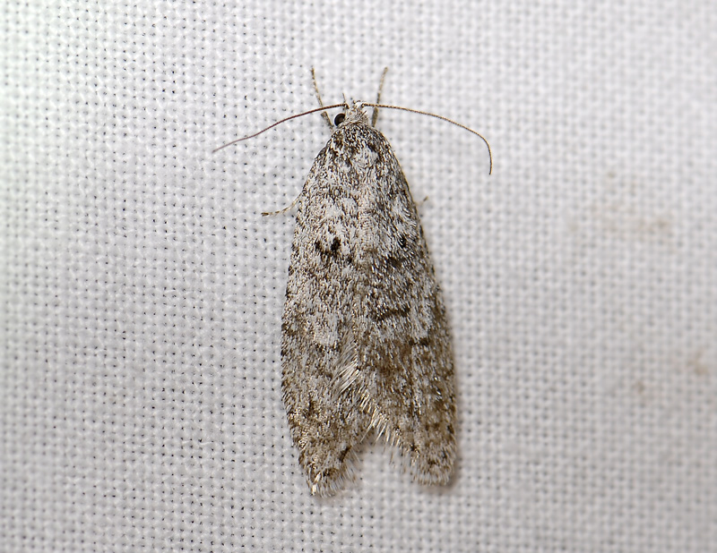 0541   Semioscopis strigulana  032.jpg