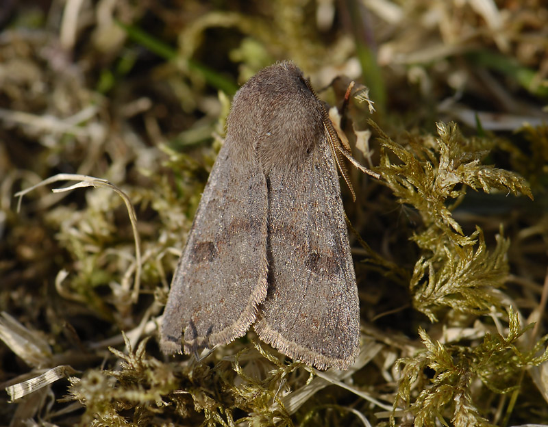 2737   Orthosia populeti  005.jpg