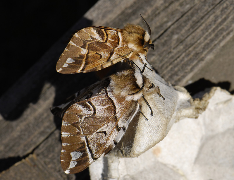 1952   Endromis versicolora  065.jpg