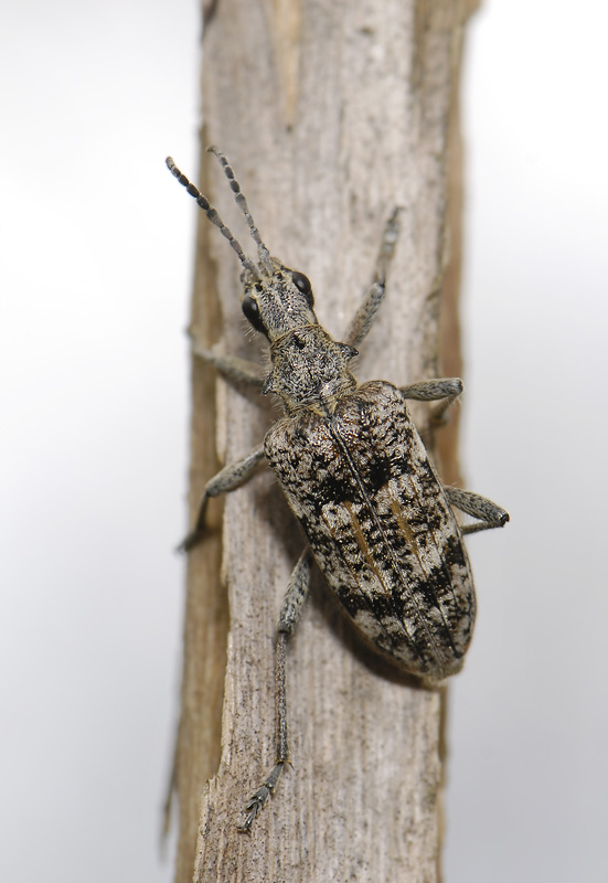 Rhagium inquisitor  015.jpg
