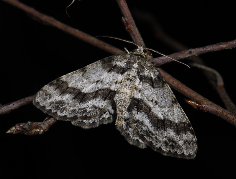 2243   Ectropis crepuscularia  039.jpg