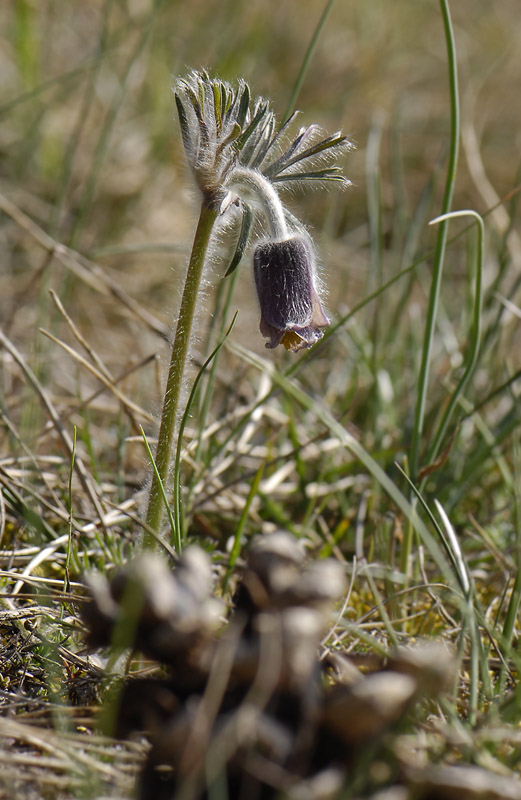 oland apr  2114.jpg
