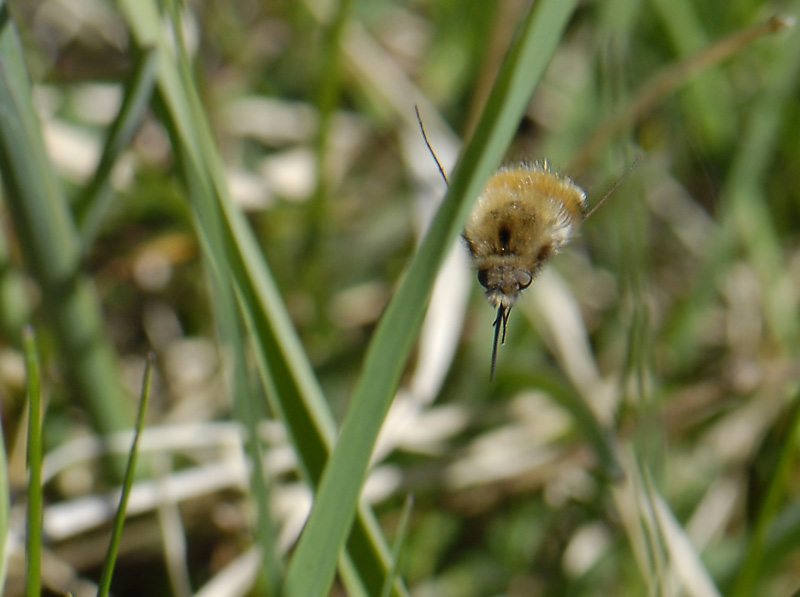 Bombylius major  140.jpg