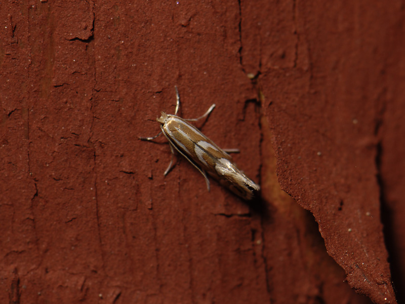 0352   Phyllonorycter sorbi  025.jpg