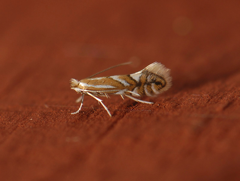 0352   Phyllonorycter sorbi  027.jpg