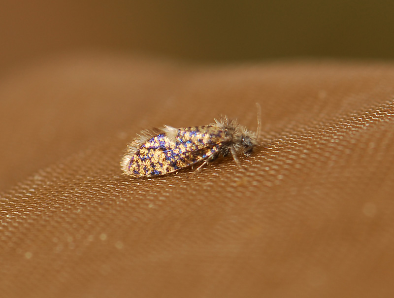 0014   Eriocrania sparrmannella  051.jpg