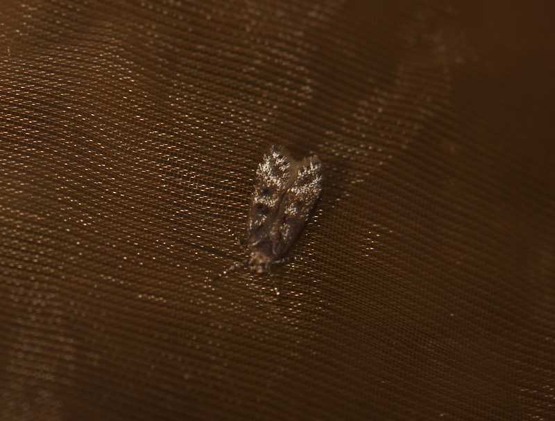 1034   Prolita sexpunctella  059.jpg