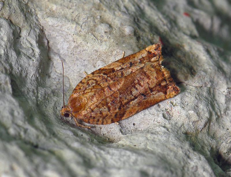 1305   Archips oporana  145.jpg