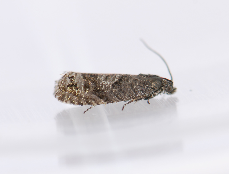 1595   Pammene luedersiana  086.jpg