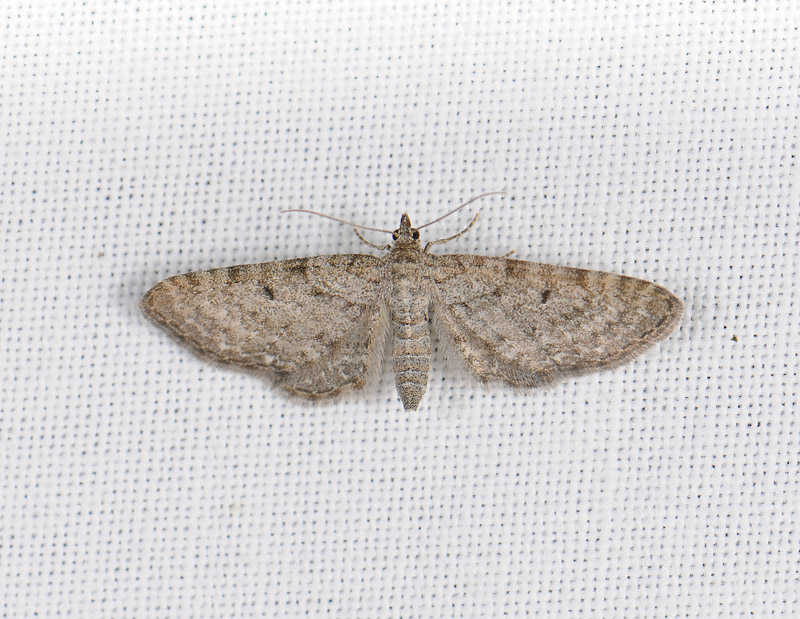 2600   Eupithecia  009.jpg