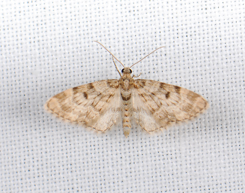 2484   Eupithecia tantillaria  023.jpg