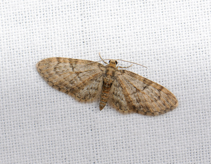 2480   Eupithecia dodoneata  031.jpg