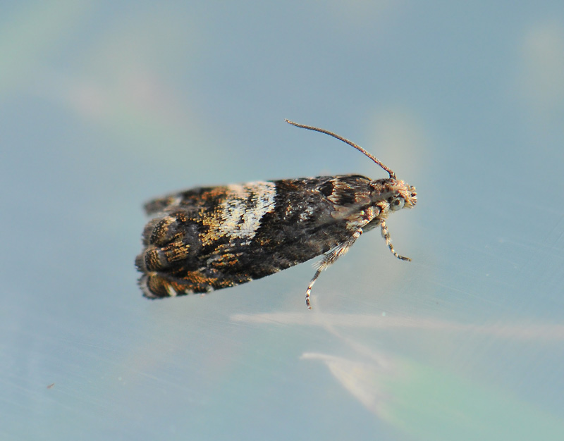1591   Pammene albuginana  010.jpg