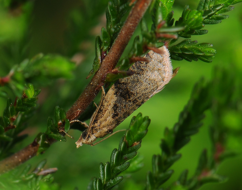 1302   Capua vulgana  029.jpg