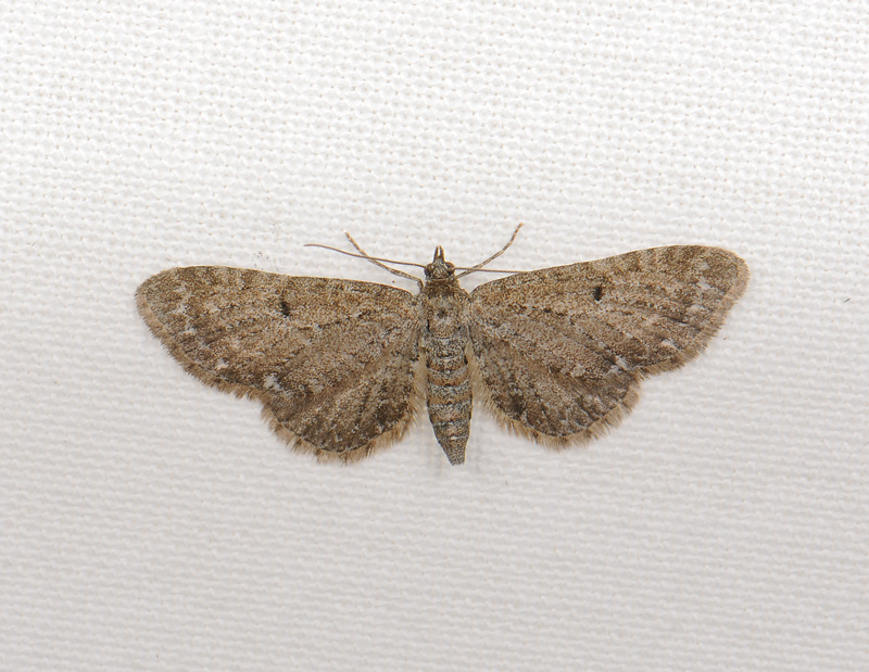 2600   Eupithecia  044.jpg