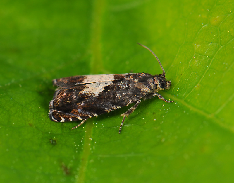 1591   Pammene albuginana  067.jpg