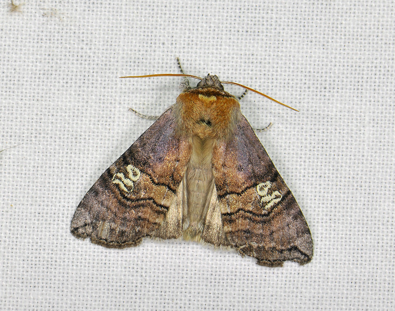 2158   Tethea ocularis  192.jpg