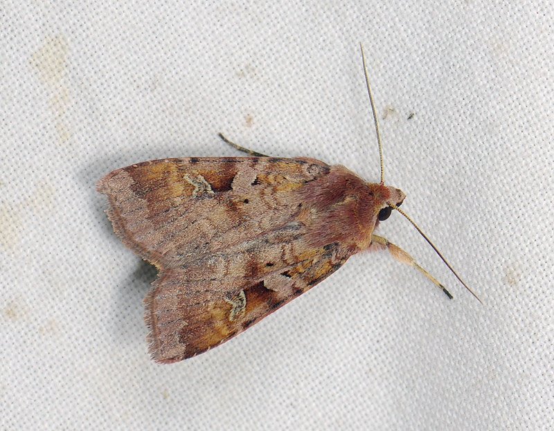 3024   Diarsia brunnea  041.jpg