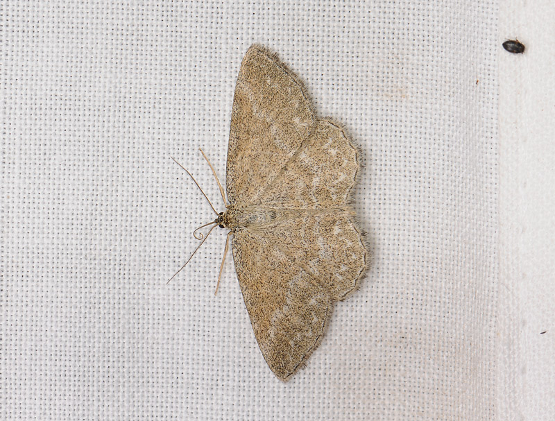 2292   Scopula immorata  075.jpg