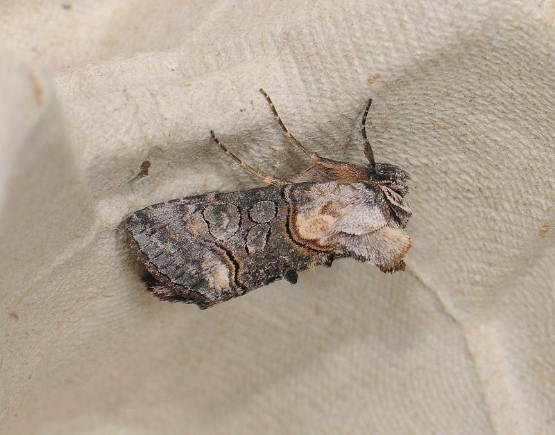 2664   Abrostola asclepiadis  076.jpg