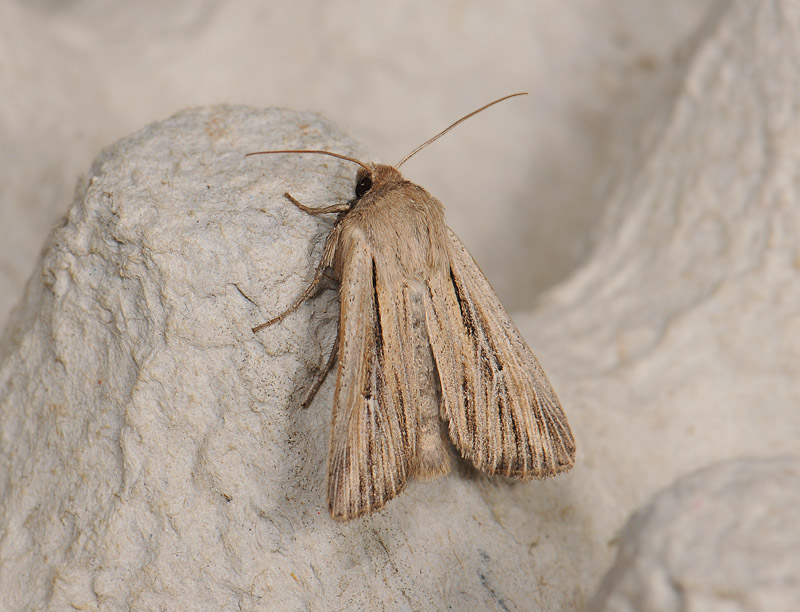 2964   Leucania comma  078.jpg