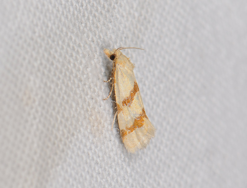 1211   Aethes beatricella  082.jpg