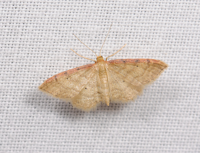 2313   Idaea humiliata  002.jpg
