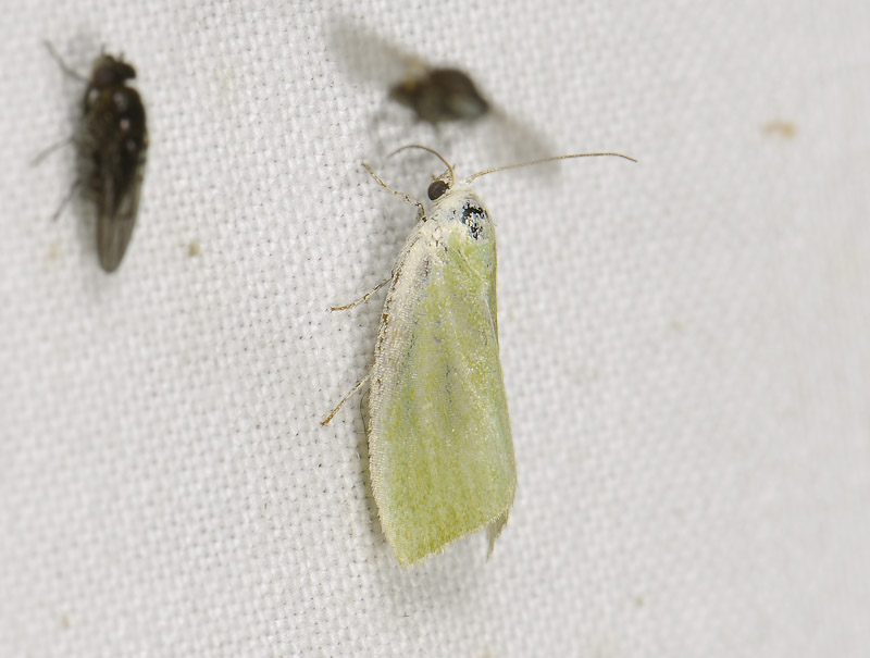 3094   Earias clorana  011.jpg