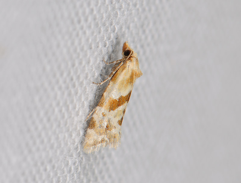 1216   Aethes kindermanniana  028.jpg