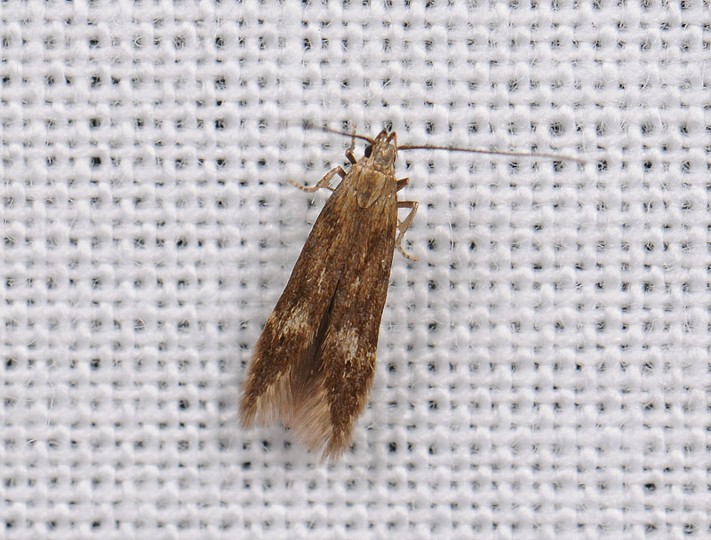 0954   Monochroa lucidella  034.jpg