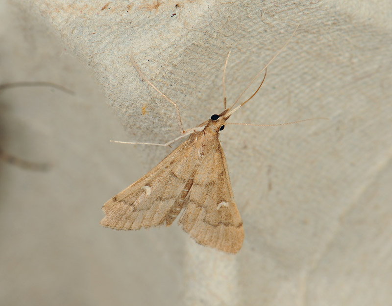 1926   Dolicharthria punctalis  053.jpg