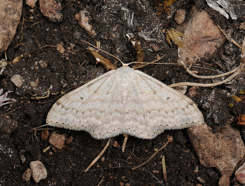 2300   Scopula incanata  061.jpg