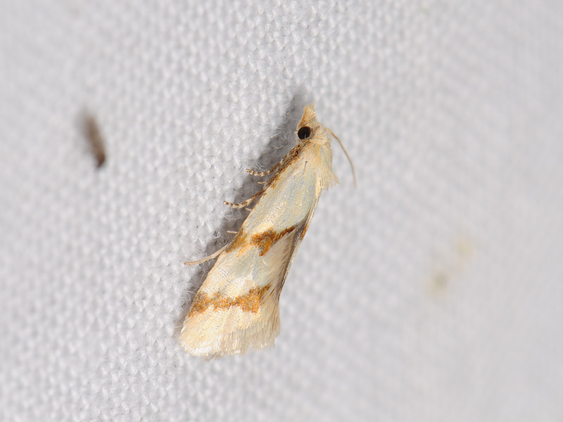 1211   Aethes beatricella  063.jpg