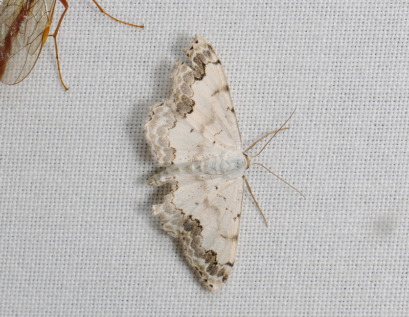 2297   Scopula decorata  065.jpg