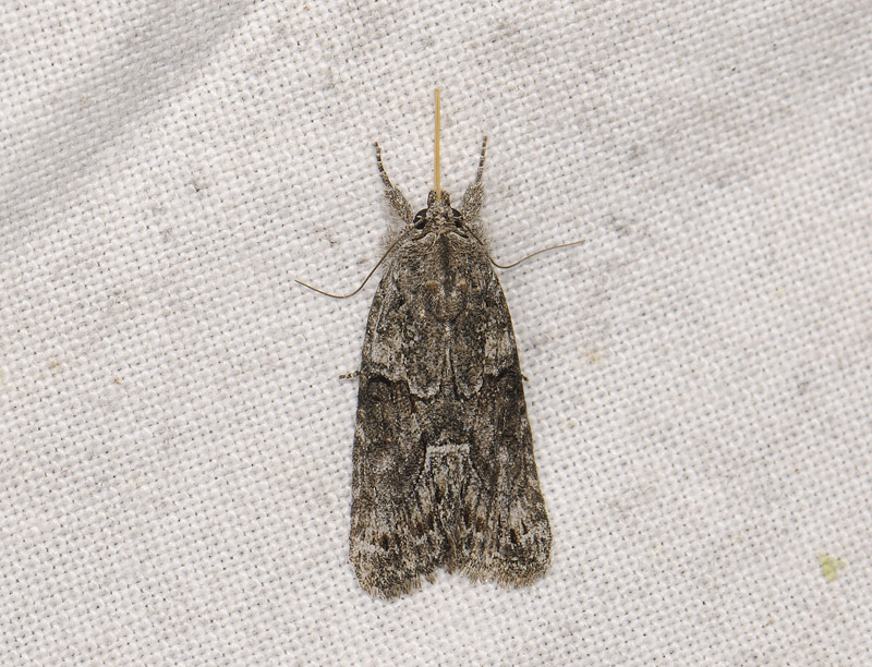 2575   Cryphia raptricula  072.jpg