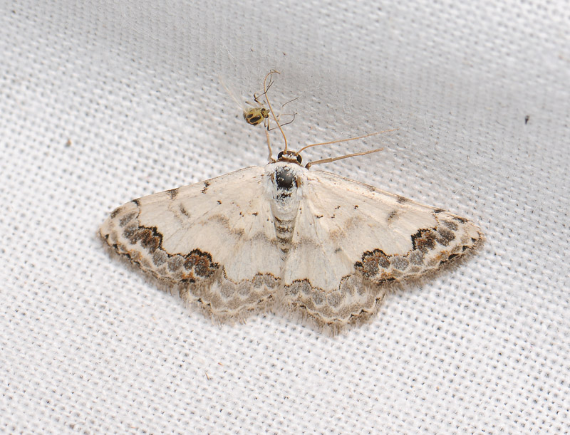 2297   Scopula decorata  077.jpg