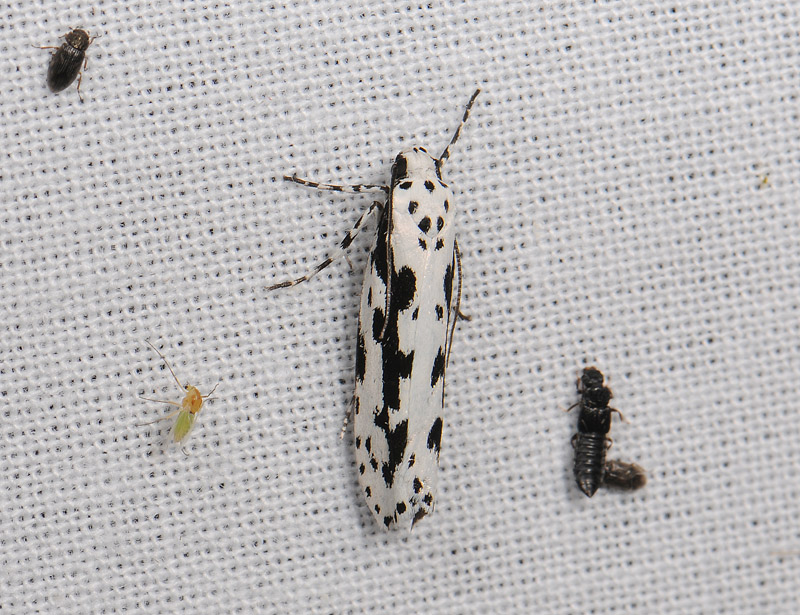 0533   Ethmia pusiella  093.jpg