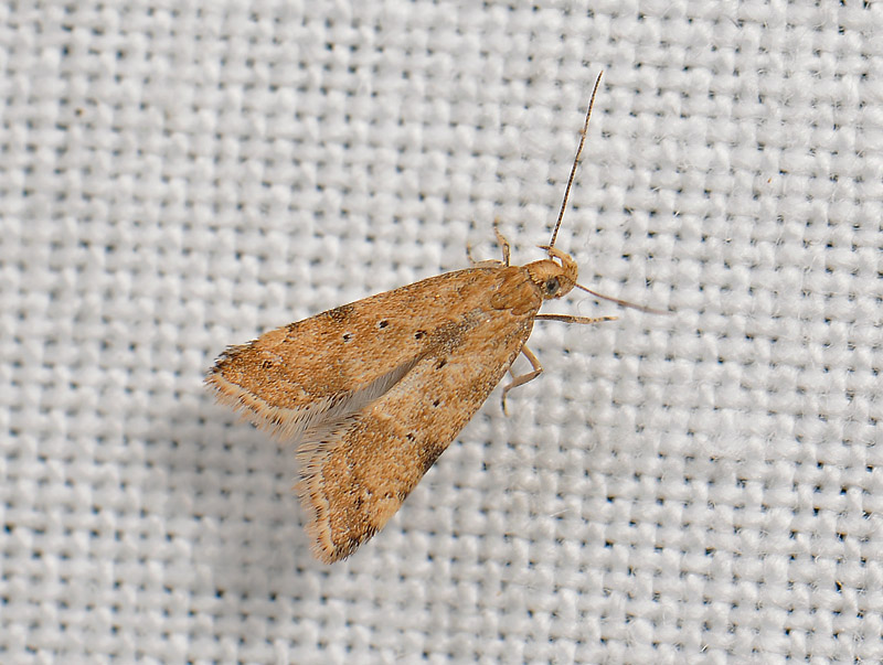 1118   Brachmia blandella  106.jpg