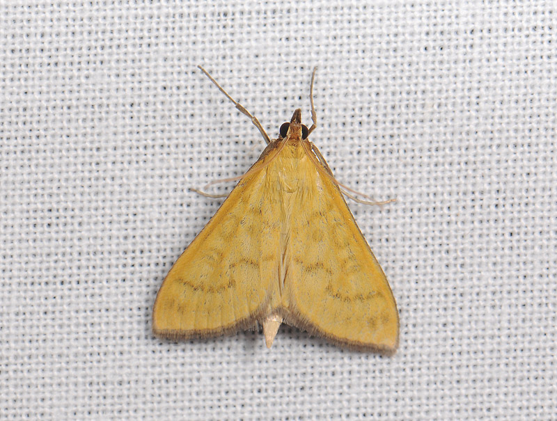 1921   Mecyna flavalis  131.jpg