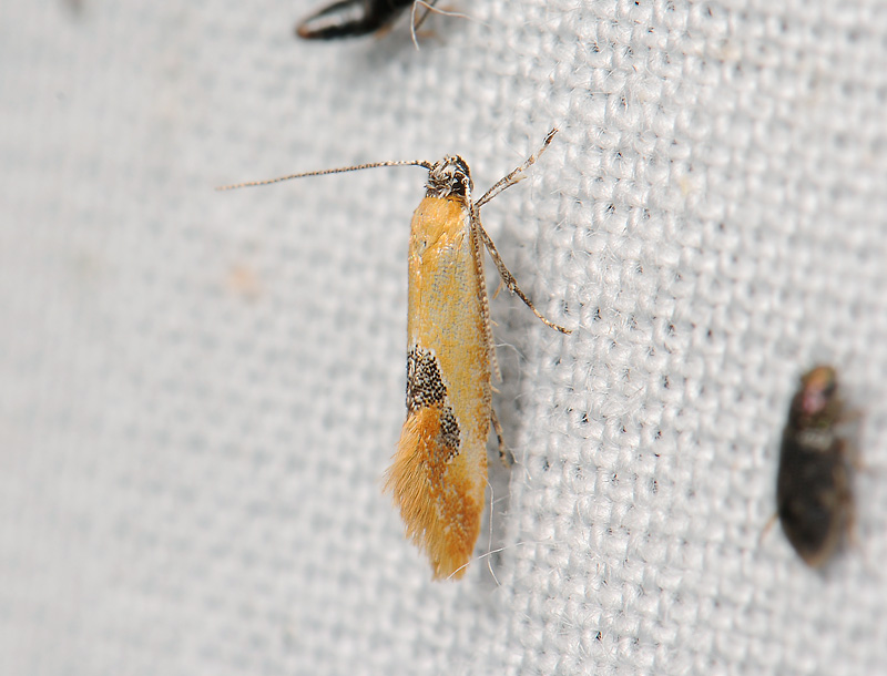 0712   Batia internella  164.jpg
