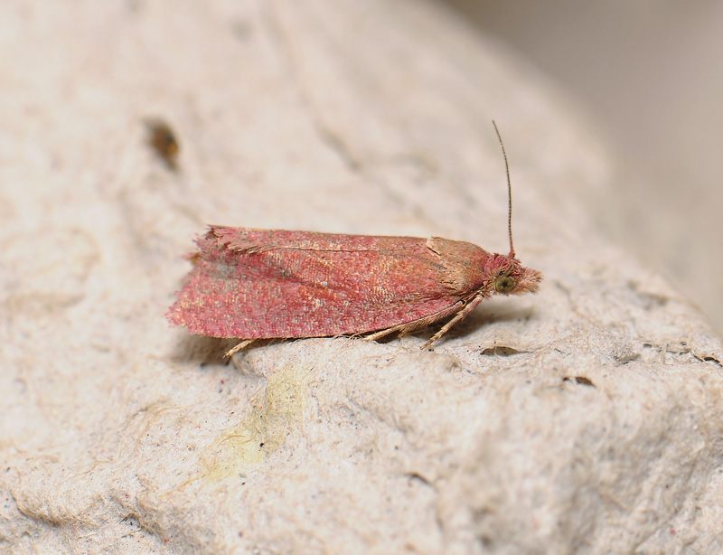 1385   Celypha rosaceana  027.jpg
